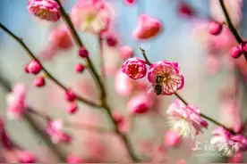 初春时节遇见“梅”好，快来虹口各大公园打卡吧！图片