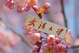 惊喜，武大樱花开了！这些人可免预约进校图片