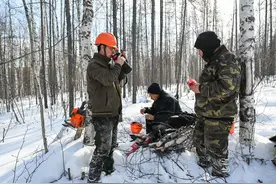 （图片故事）兴安岭上的“看树人”图片