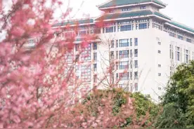珞樱初绽！武汉大学的早樱终于开了图片