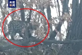 黑龙江东宁发现一只野生东北豹图片