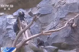 这猴长相“炸裂”？动物园：明明很乖巧图片