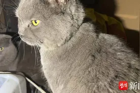 戴定位器的爱猫失踪，显示被运至广州  女孩坐飞机跨越1600公里将其救出图片