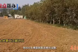 壹点帮办|村民种植的800棵金银花被无故破坏？村委：司机误耕图片