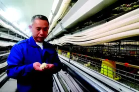 临桂两江镇：养鸡用上高科技 致富路上新“鸡”遇图片