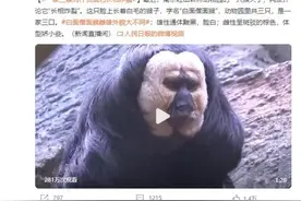南京这只猴子火了！它叫“杜杜”图片