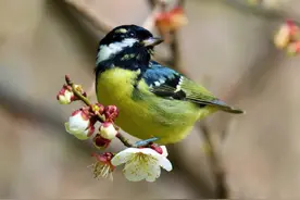 美！国画中的鸟语花香是真的图片