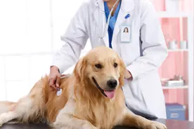 中国宠物看病真相图片