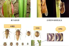 虫口夺粮！防治臭名昭著的水稻害虫——褐飞虱图片