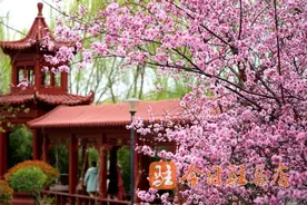不负好春光 踏青赏花去 驻马店最美最全赏花攻略来啦！快来打卡吧！图片