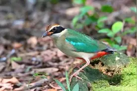 全球不到一万只！清远首次发现鸟中仙女仙八色鸫图片