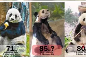 果然视频|希望旅美大熊猫丫丫早日回国图片