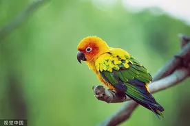 “鹦鹉热病”：美丽的鸟儿险些让人丧命图片