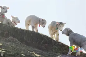 日本奈良农场小羊羔呆萌可爱图片