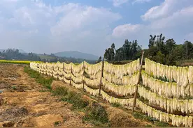 “嗨吆嗨吆拔萝卜” 走稳走实致富路图片