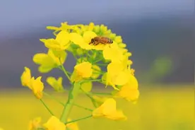 春天的故事丨临武：600亩油菜花绽放 踏青赏花正当时图片