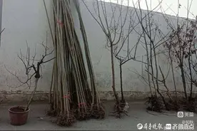 初九赶集王府庄图片