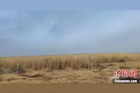 新疆博斯腾湖缘何入列中国四大芦苇产区？图片