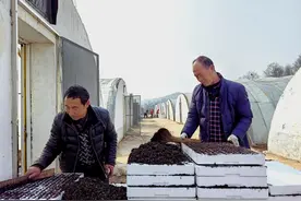 春耕正当时 烟叶育苗忙图片