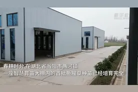 湖北当阳：智慧育苗 鱼腥草如何成为“致富草”图片