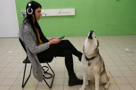 狗真爱我们吗？图片