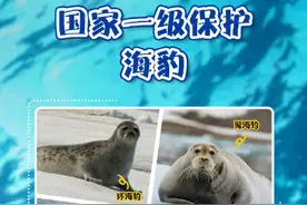 你知道吗？海豹并不都生活在海里图片