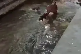 梅花鹿误入村庄被猎犬咬伤，动保协会：正在救治观察图片