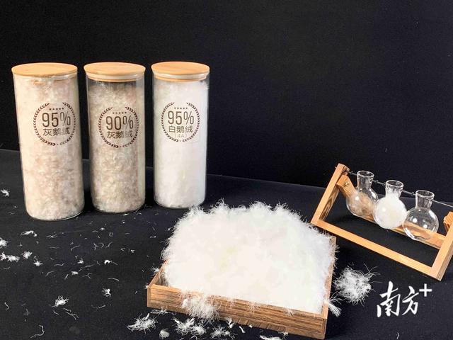 “小羽毛”有大目标！吴川羽绒产业向百亿产值进发