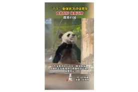 丫丫身体状况评估完毕，食欲良好，体重正常，即将归国图片