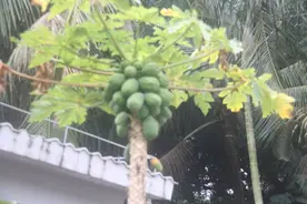 海南的这种奇异水果，有谁能认出来是什么？图片