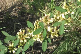 梦见蚂蚱串子花图片