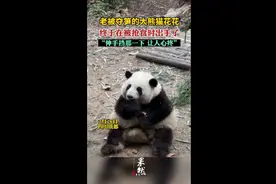 老被夺笋的大熊猫花花，终于在被抢食时出手了图片