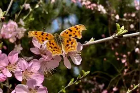 组图丨蝴蝶：会飞的花朵图片