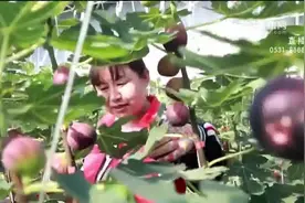 利津：反季无花果“抢鲜”上市 果农采摘销售忙图片