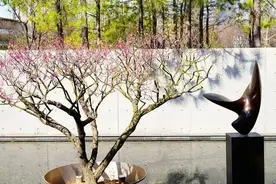 上海街头“梅”景上新，途中也能遇见“梅”好~图片