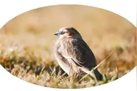 可可西里巡鸟图片