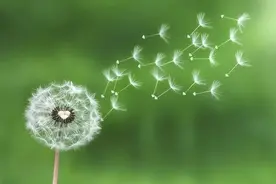 蒲公英：清热解毒、消肿散结、利湿通淋的“药草皇后”图片