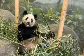 当地华人接力守护：我们就想让丫丫在回国前能吃饱！图片