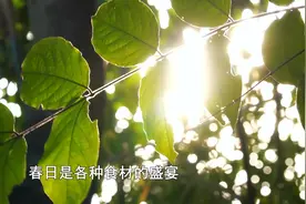 冬春食养生〡养眼养生石榴花图片