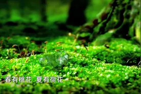 冬春食养生〡清雅美味金雀花图片