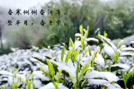 当春耕遇上“倒春寒”，科学防治不可或缺图片