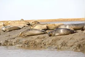 探寻辽东湾的斑海豹图片