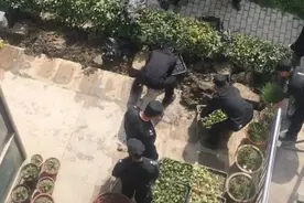 一老人自家院子种菜被暴力清理？事实查清，多方回应图片