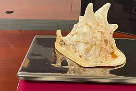 广州海关查获一只形状怪异的贝壳：唐冠螺不能随意带入境图片