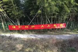 定海长岗山森林公园内有人偷挖竹笋图片