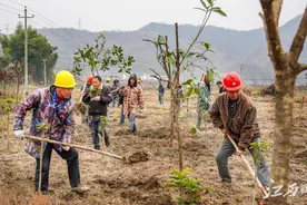 修水：植树绿化图片