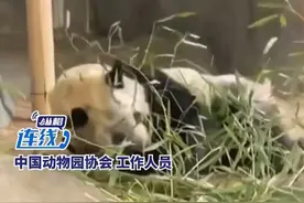 乐乐和丫丫一起乘机回国 目前飞机已在准备中图片