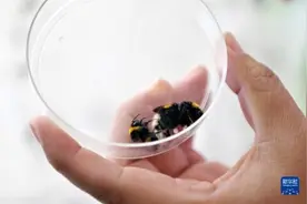 工厂化培育授粉熊蜂图片