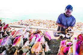 巴哈马女王螺，壳比肉贵图片