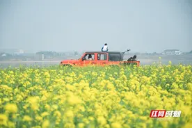 花草新闻社丨长沙周边第一抹“金黄”上线！鹅洲岛油菜花迎盛放期图片